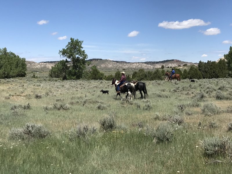 Horseback riding is popular along the Burt Hollow trail. Be on the lookout and yield appropriately.