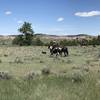 Horseback riding is popular along the Burt Hollow trail. Be on the lookout and yield appropriately.