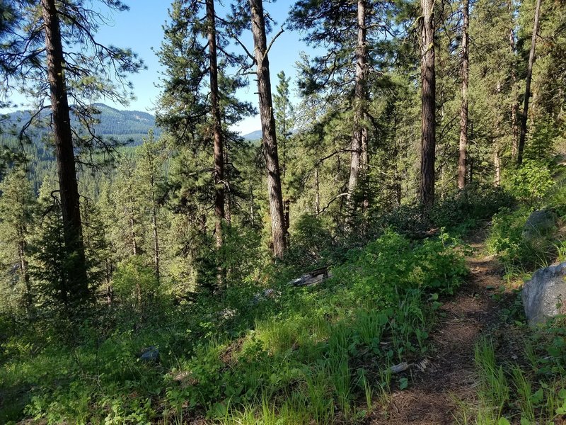 The Cow Camp Trail is often narrows and sometimes encroached on by brush and plants.