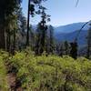 Views from the Cow Camp Trail.