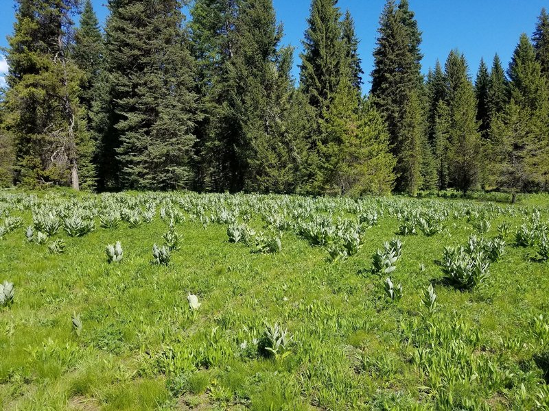 Lush meadows along the Pollock Mountain Trail.