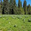 Lush meadows along the Pollock Mountain Trail.