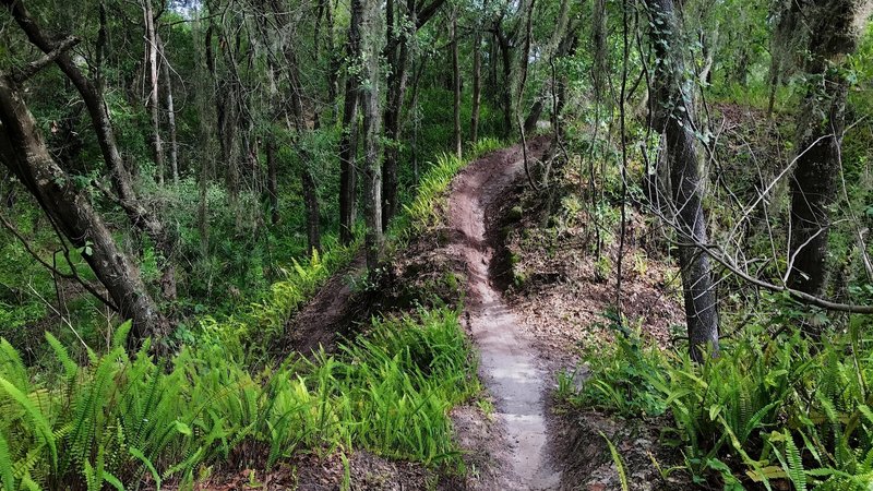 Narrow exposed singletrack lined by ferns makes for a fun option.