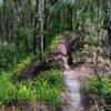 Narrow exposed singletrack lined by ferns makes for a fun option.