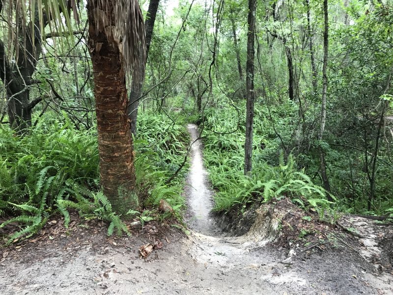 A look down the easier route that bypasses the first harder option off of Rollercoaster.