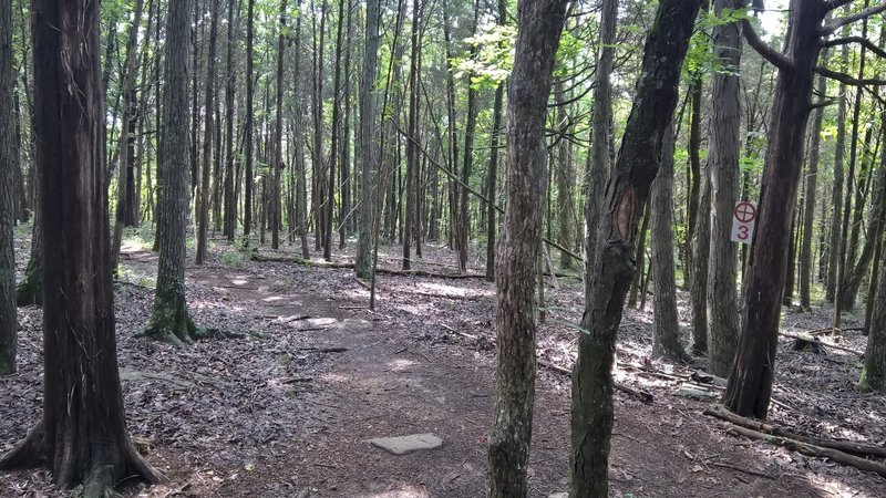 Cruising along the Pinnacle Trail.