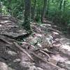 One of the toughest intermediate root/rock sections I've come across! The Rocky Top is a beautiful trail with great scenery.