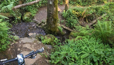A typical North Shore Trail stream crossing. Expect some steep dips, rocks, and roots as you cross.
