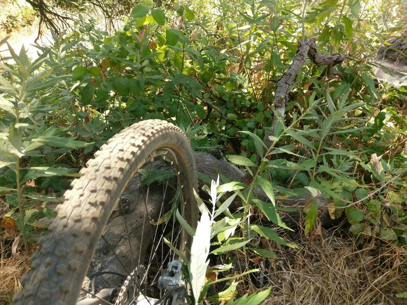 Mugwort is a natural antidote to Poison Oak exposure you can scrunch up some leaves and rub a poultice onto the affected skin. Just don’t uproot the plant.