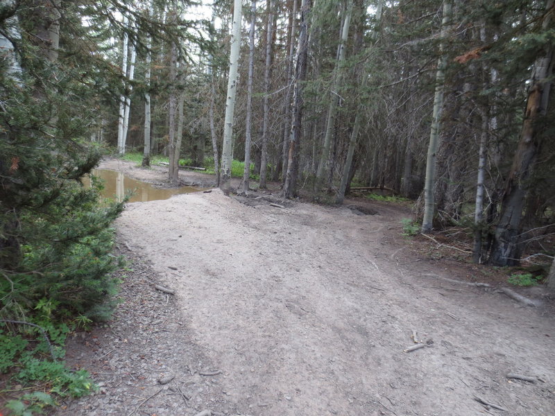 More mud holes. This ones too deep to go through. Most of the trail is pretty dry except for a few spots like this.