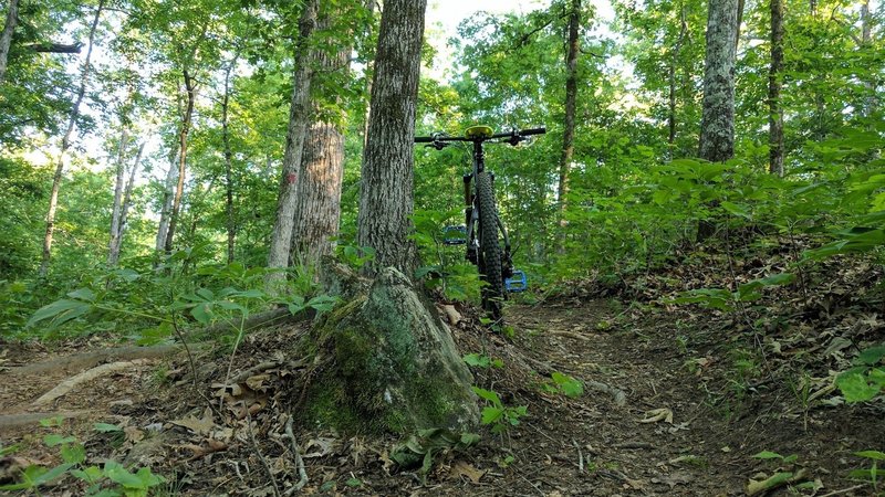 Narrow singletrack and occasional roots make for a great ride on the Red Loop.