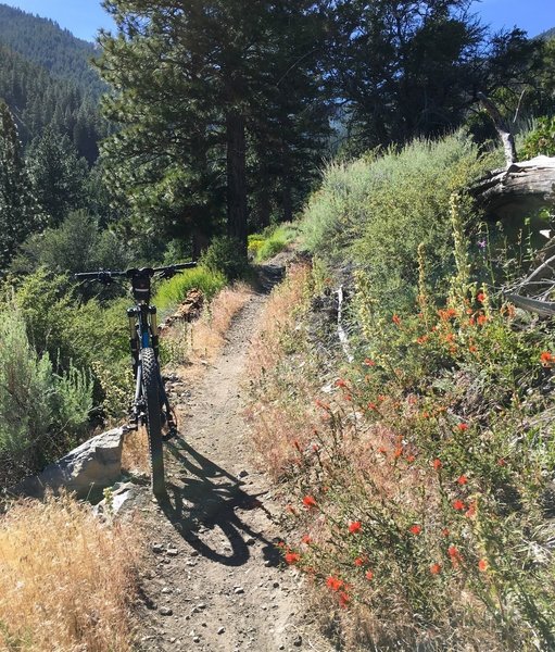 Climbing up through the forest on the Sierra Canyon Trail. If you time it right, you might find some blooms.