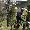 Approaching the tree-line on the Middle Frisco Trail.