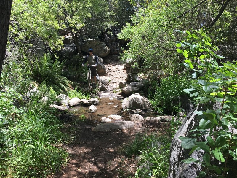 One of many creek crossings under the trees on the Noble Canyon trail. Refreshing!