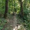 A recently brushed Hoffman Nature Area trail.