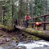 Narrow log bridges are just part of the unique flavor you'll find on the Middle Fork Willamette Trail. Photo credit: Shawn Litson.