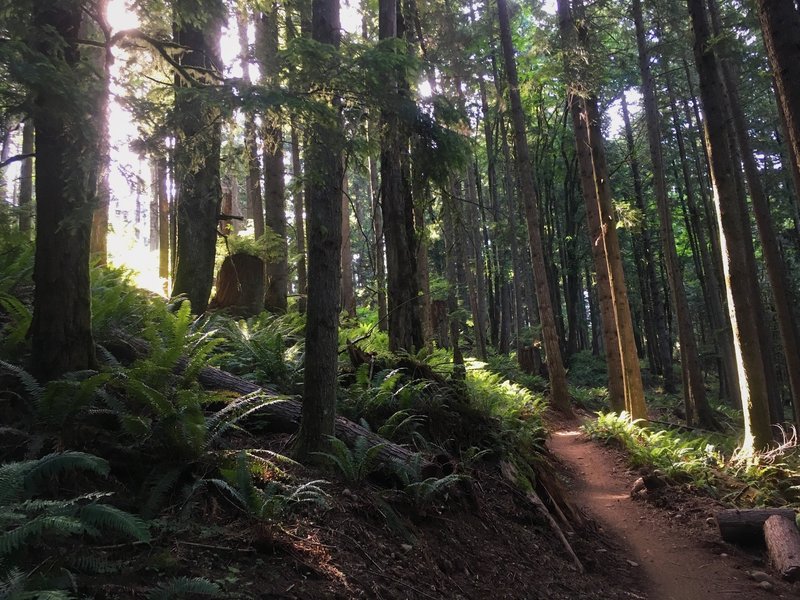 A beautiful open forest lines the start of the descent on Easy, Tiger.