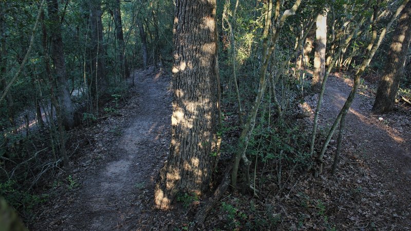 A comfortable switchback on Octopus.