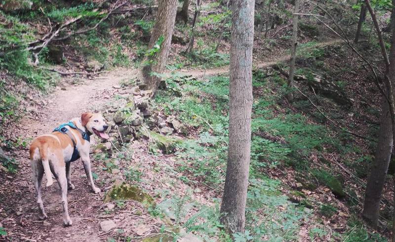 Rory the trail dog feeling the long ascents on Buffalo Trace Trail.