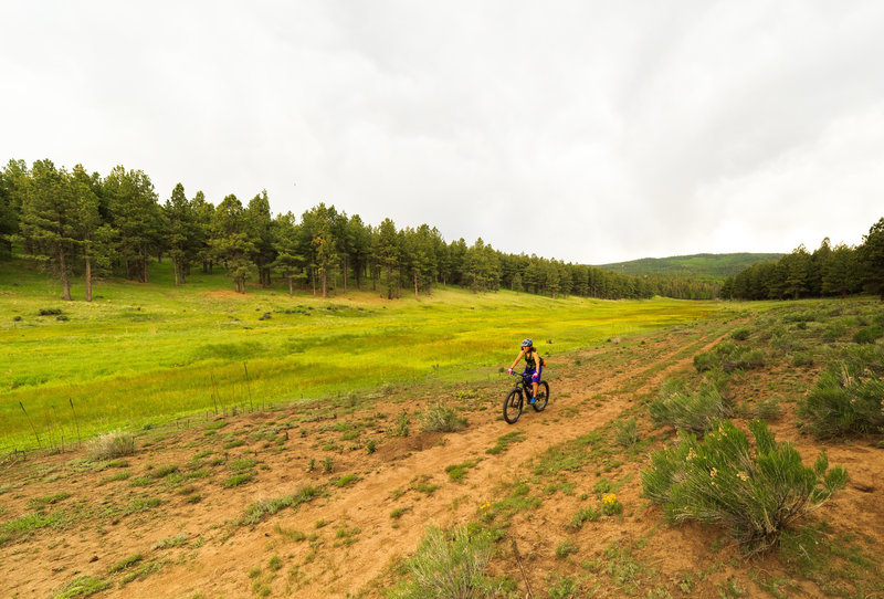 Spring colors along the Bear Trail in Angel Fire.