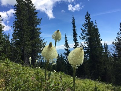 Bear grass in full bloom off the Highpoint Trail.