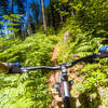 Classic Pacific Northwest singletrack on the August Mountain Trail.