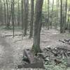 A somewhat blurry shot of maple syrup farming remnants at intersection higher up on Bulls Dam.