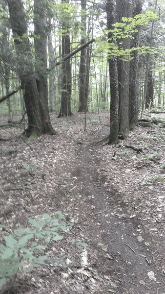 Dryer upland portion of Bulls Dam.