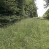 Start of the grass field toward the pine portion.