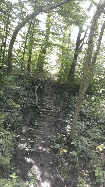 A muddy section of steps.