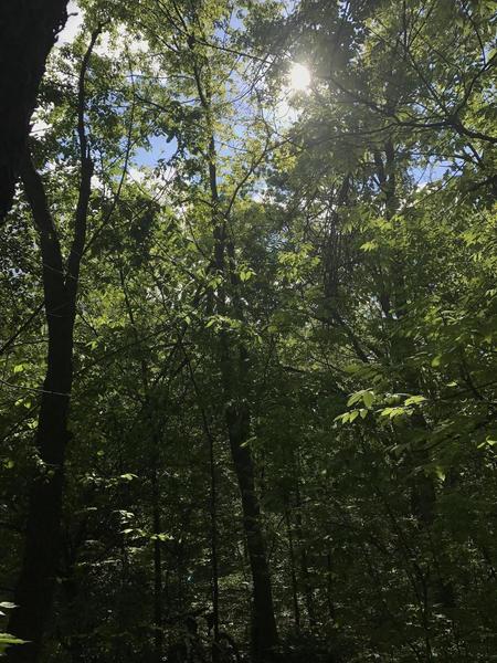 Nice shade makes for an enjoyable pedal with a dash of sun peaking through the branches.