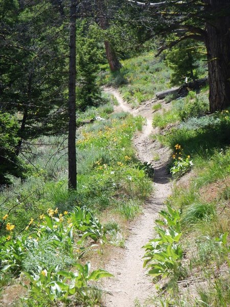 Nothing but quality singletrack on Little Casino.