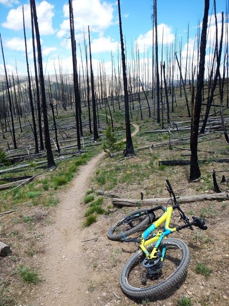 Singletrack through the burn zone.