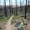 Singletrack through the burn zone.