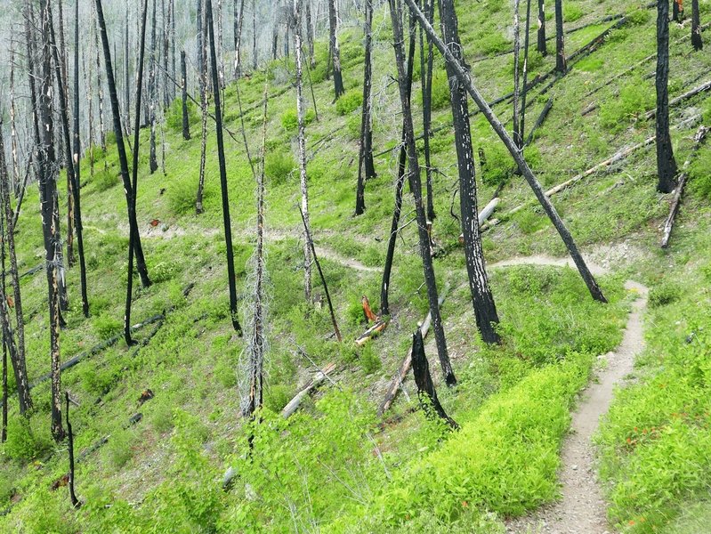 An eerie burn zone on the Warm Springs Trail.