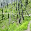 An eerie burn zone on the Warm Springs Trail.