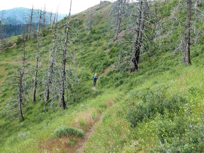 The Warm Springs Trail serves up alpine singletrack in all its glory.