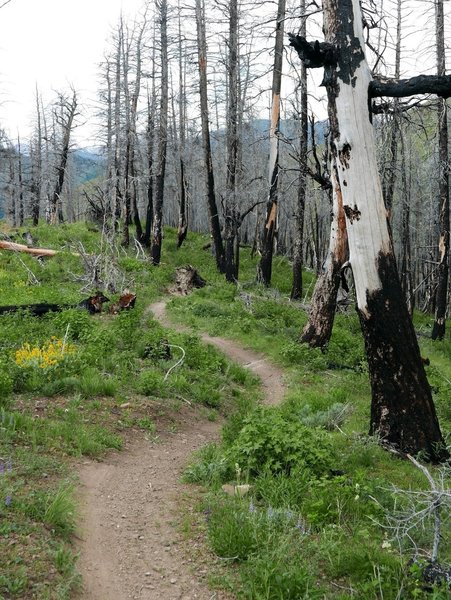 Headed into the burn zone on Warm Spring Trails.