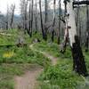 Headed into the burn zone on Warm Spring Trails.