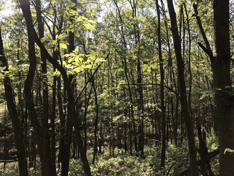 Glacier Ridge is just a beautiful place to ride. I stopped to enjoy the scenery and Saw like four deer just hopping around.