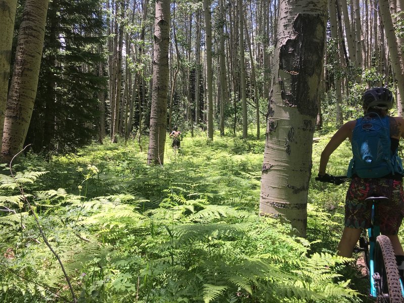 While beautiful, the meadows and aspen glades between Windy Pass and Treasure Mountain Trail can become very overgrown in the spring.