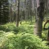 While beautiful, the meadows and aspen glades between Windy Pass and Treasure Mountain Trail can become very overgrown in the spring.