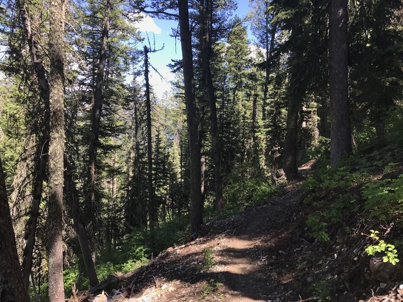 Ducking into the shaded north side of the ridge along a loose, machined bench-cut.