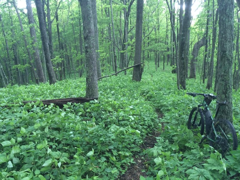 The narrow singletrack along the ridge is hemmed in with thick growth during the descent.