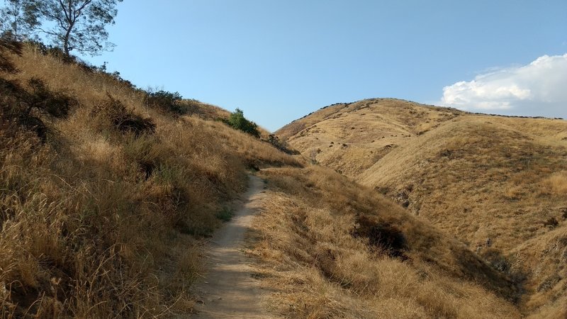 Going up Three Hawks Trail on a hot summer afternoon.