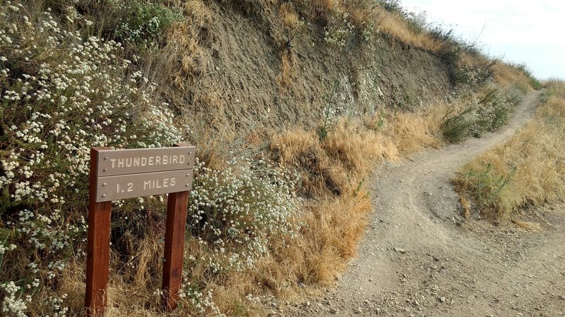The upper entrance to Thunderbird Trail (where it connects to Crafton Hills Ridge Trail)