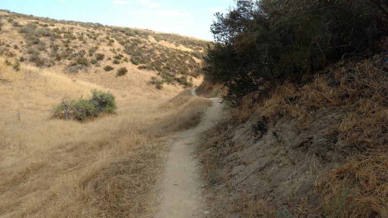 Descending Thunderbird Trail. The camber of the singletrack makes it feel like it wants to push you off.