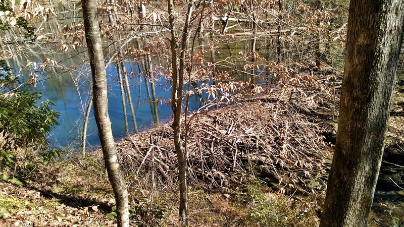 A huge beaver dam, holding back a ton of water.