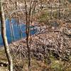 A huge beaver dam, holding back a ton of water.