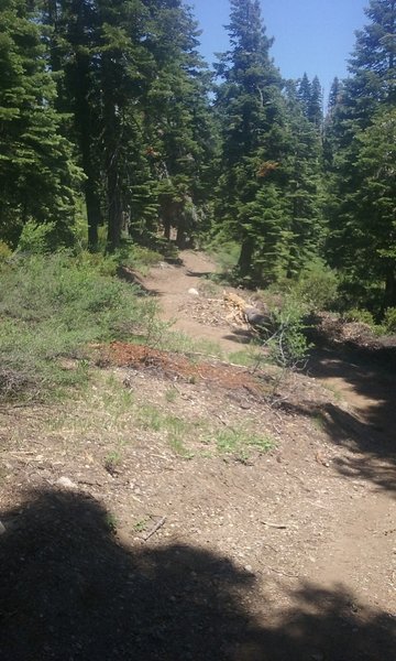 Peeking into the entrance of a new trail that's being developed off of the Royal Gorge trail!